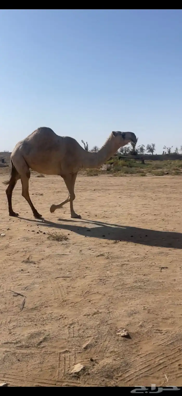 ثلاث شقح منوة القناي 0