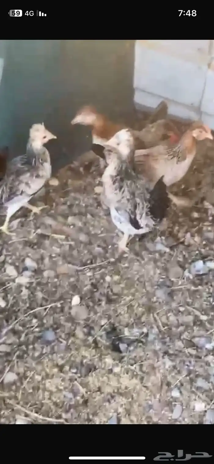 دجاج ترثه قديم اللوان طيبه 0