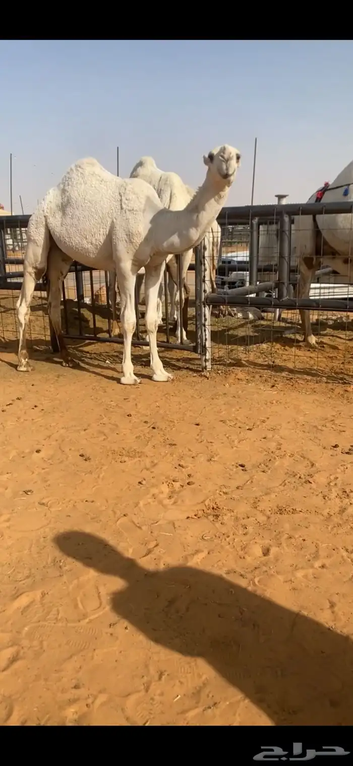 قعود 2