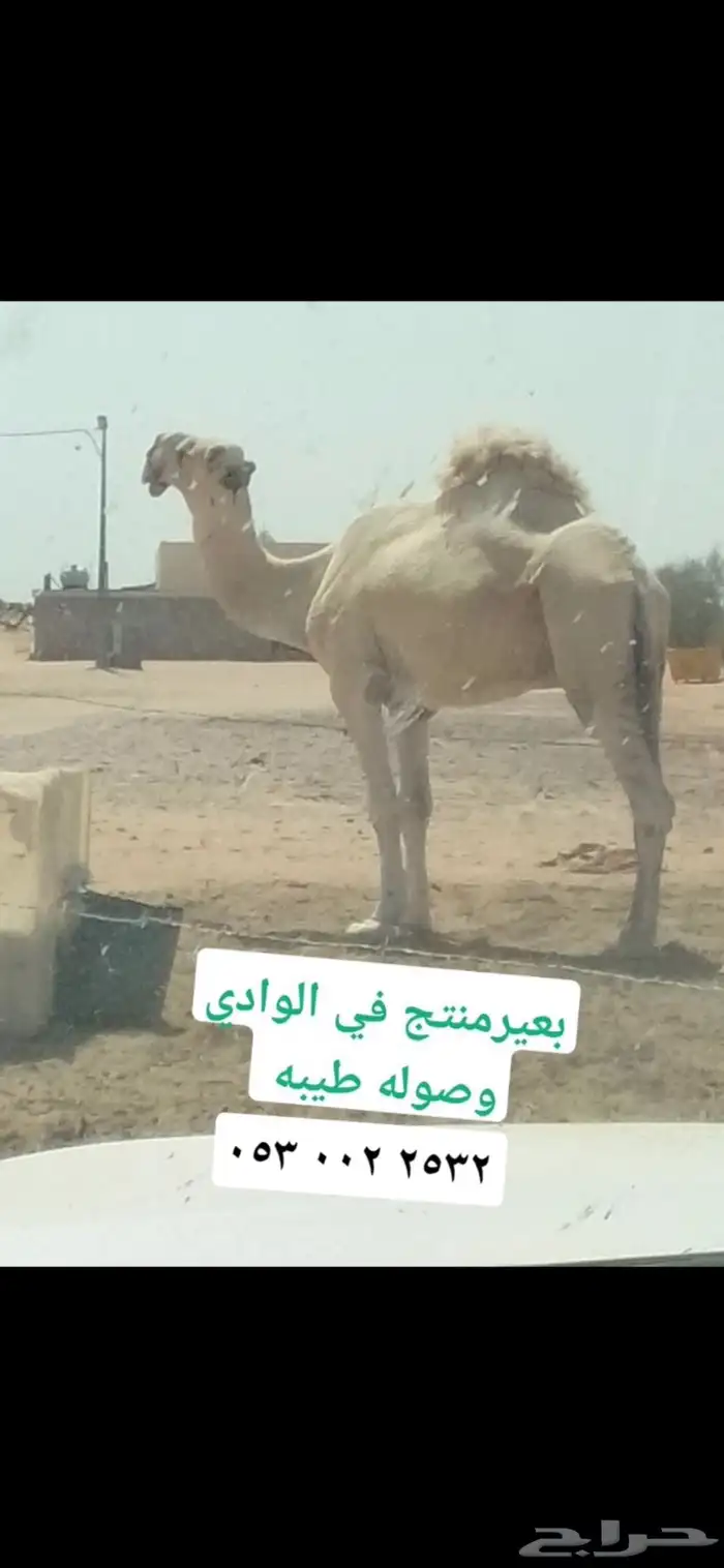 بعير طيب للبيع 5