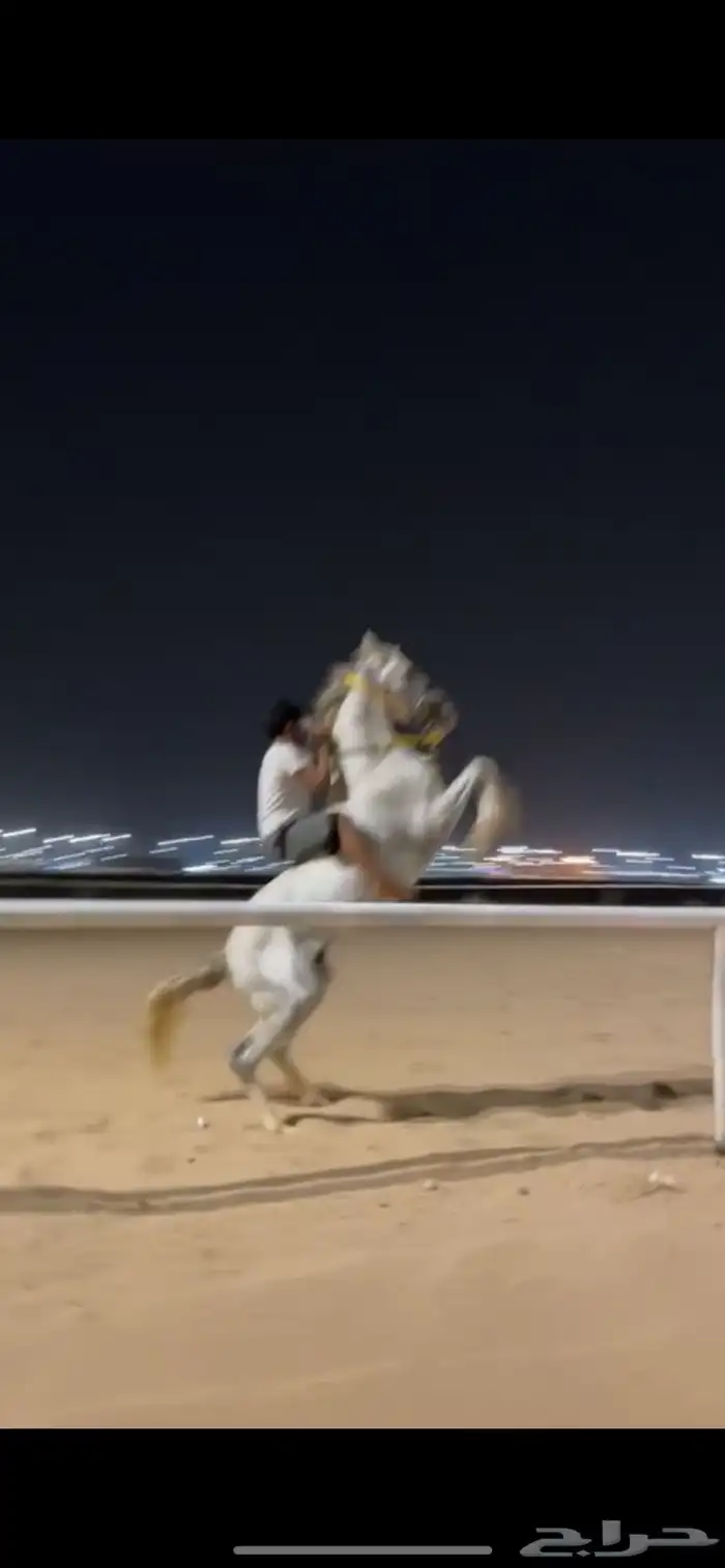 حصان بطل حار 0