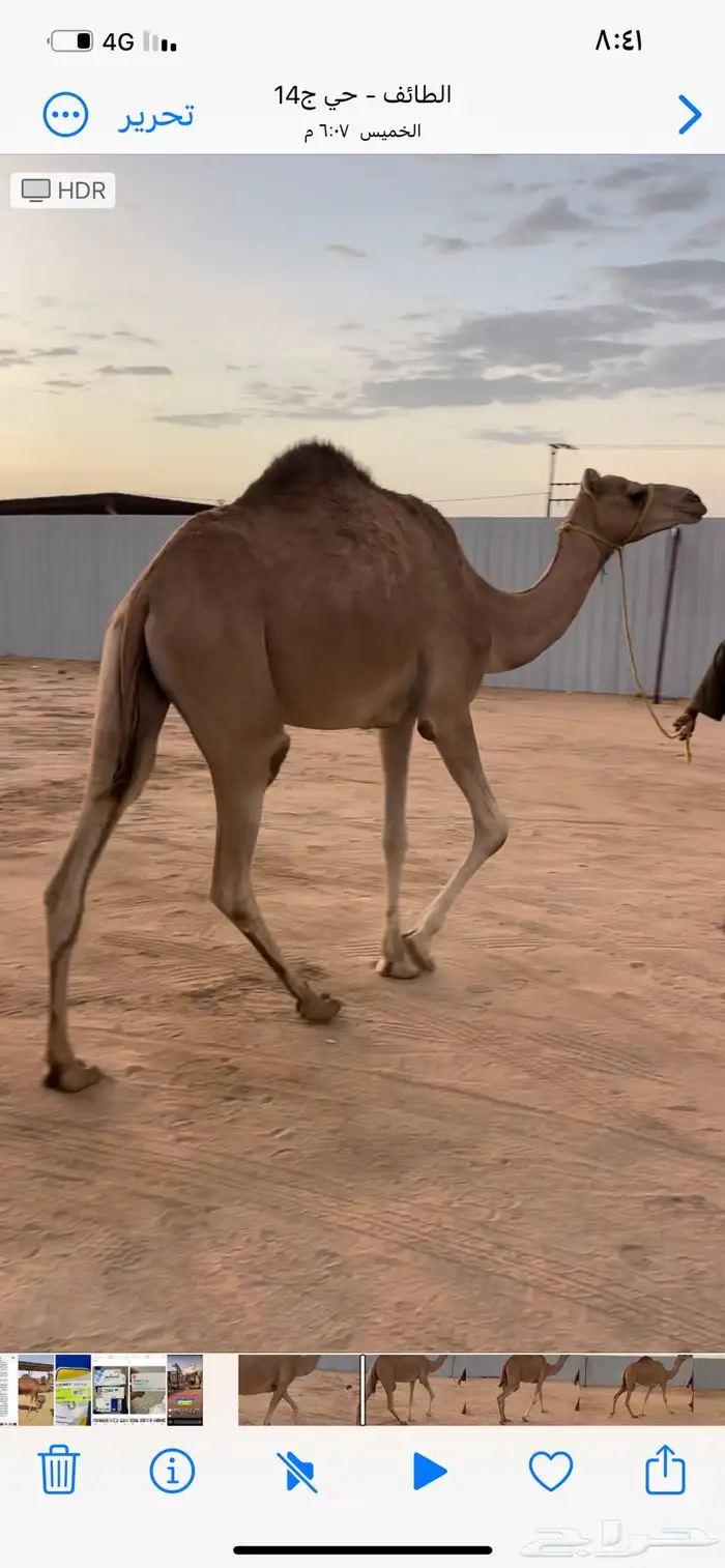 بكره هجن للبيع 3