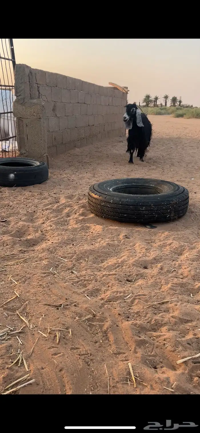 عنز طيبه للبيع خلفه تحته جفرتين 0