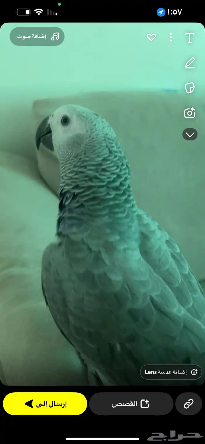 فرخ كاسكو للبيع 1