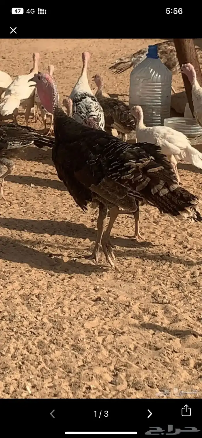 طريق الرماح في بدايته وانت داخل من طريق الدمام 6