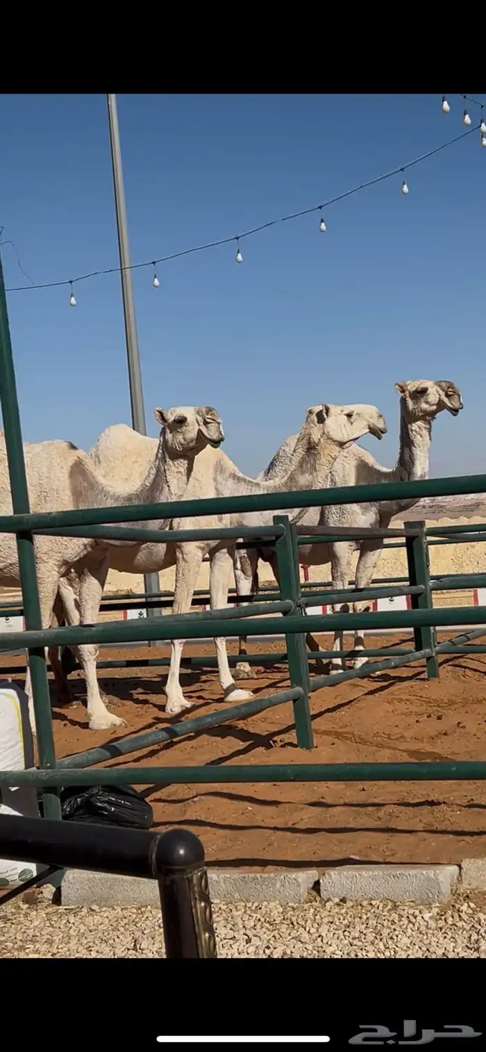 للبيع لقحات في سوق طويق 0