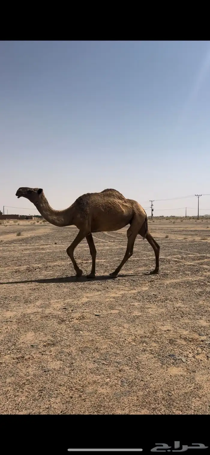 للبيع ضروبه شعلا 1