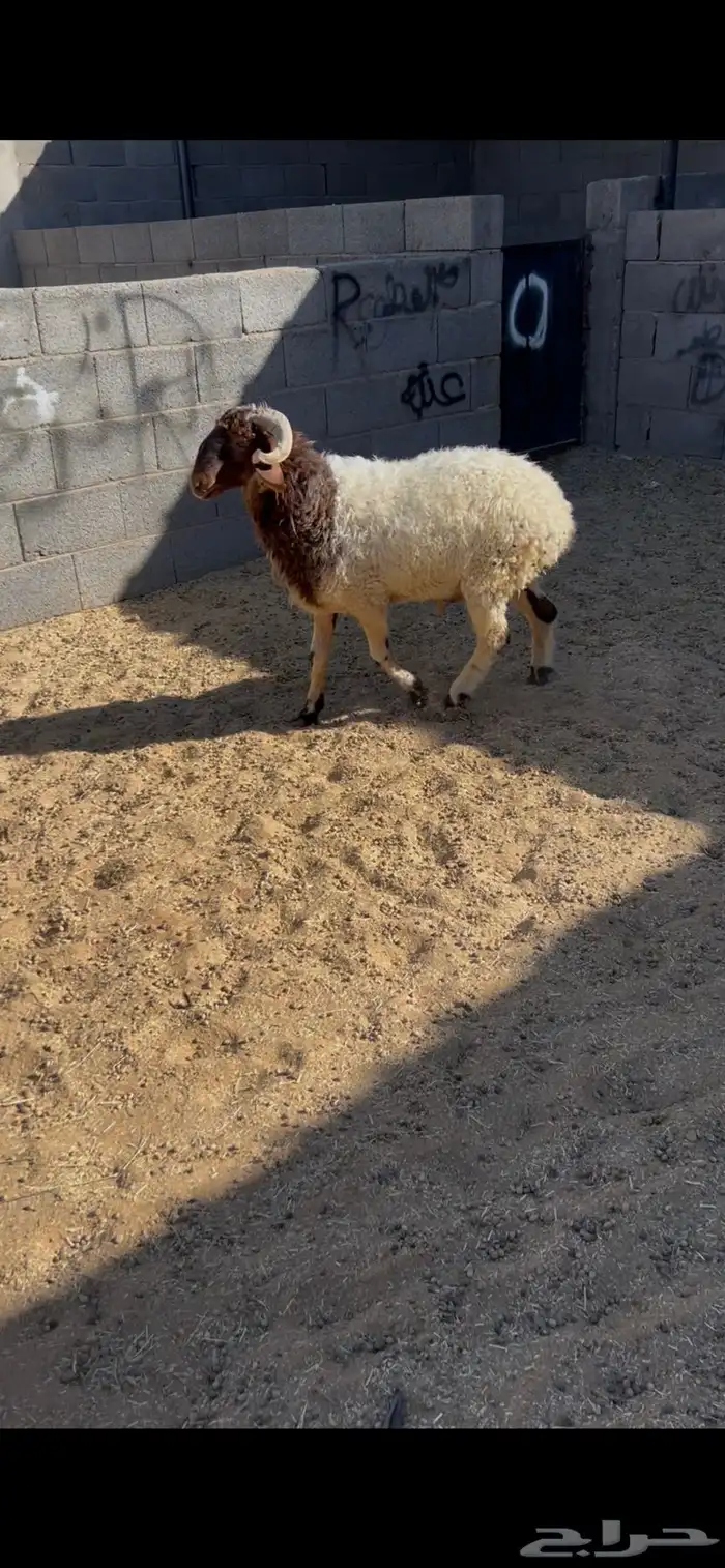 خروف. جذع. نعيم. العمر 8 اشهر. فل شحم. البيع 1550 ريال 1