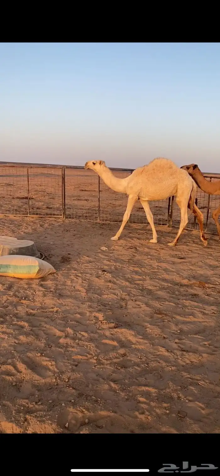 قعدان للبيع 4