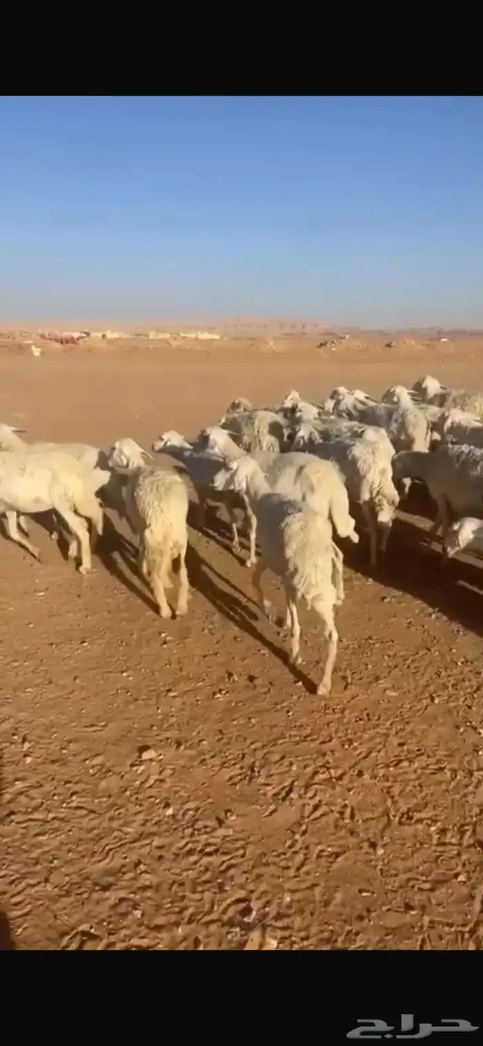حريات دفيع مقاني 2