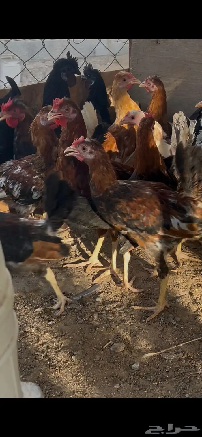 سلام عليكم للبيع دياكه صحه ونظافه 2