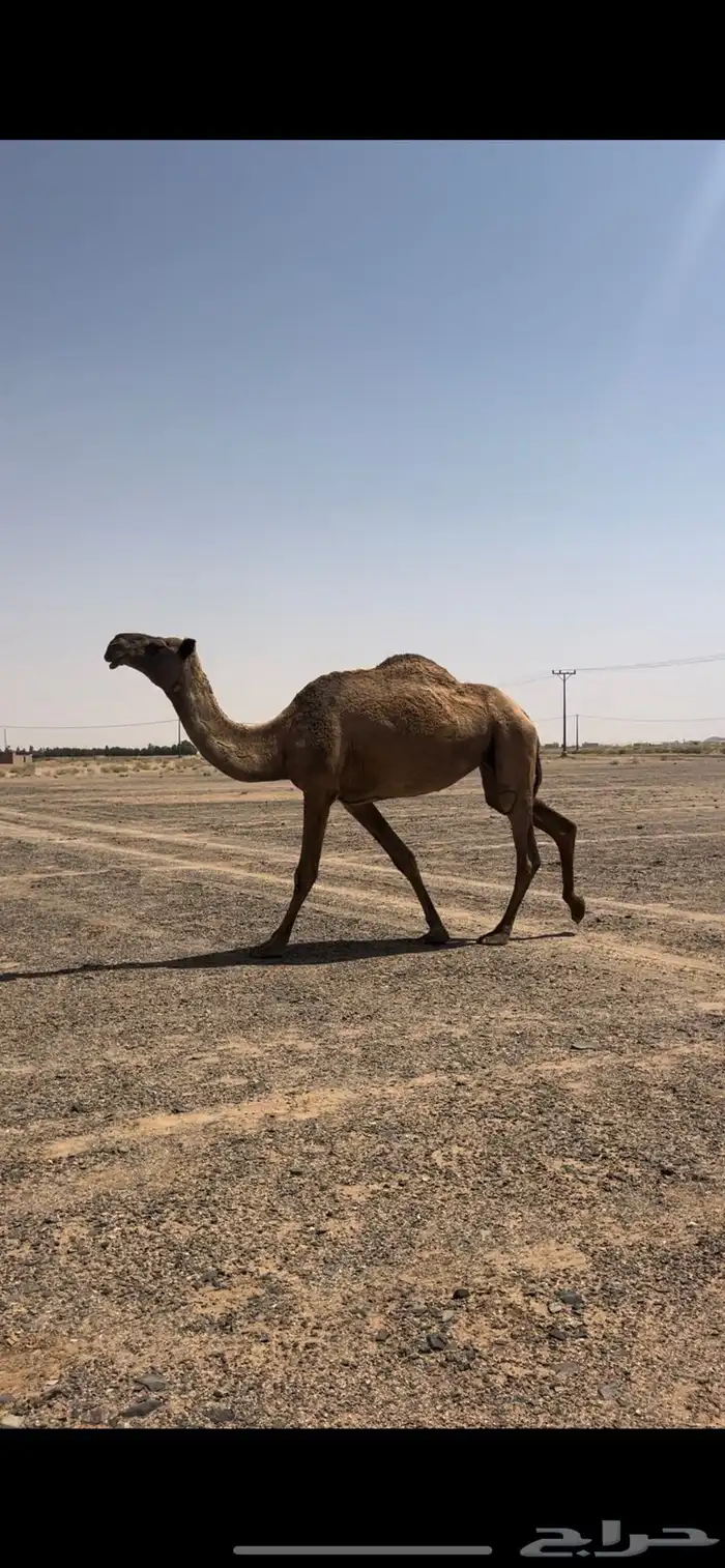 للبيع ضروبه شعلا 0
