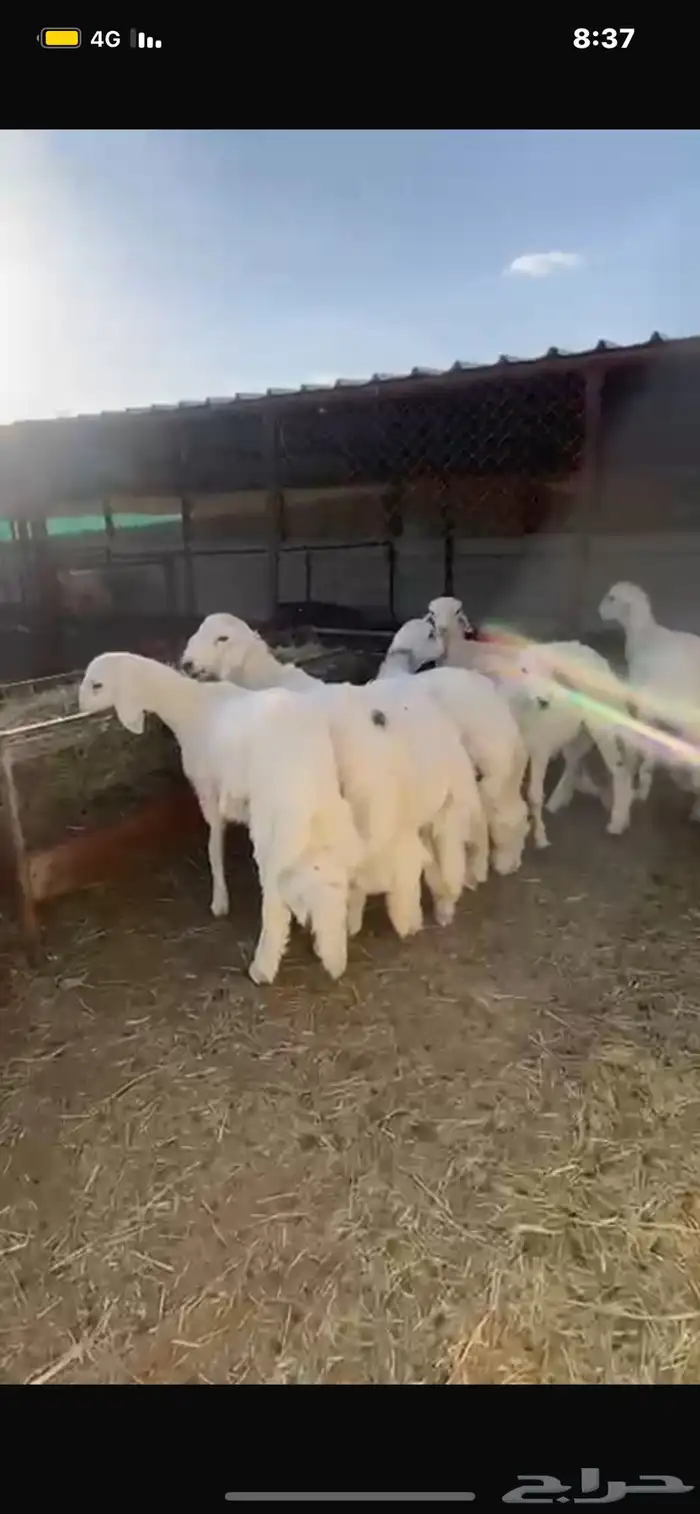 خرفان وتيوس للبيع 1