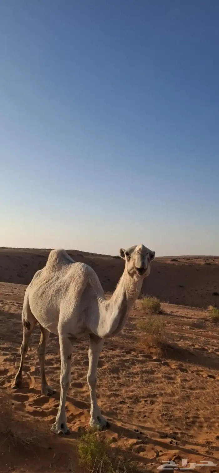 باتلية اللقحه 1