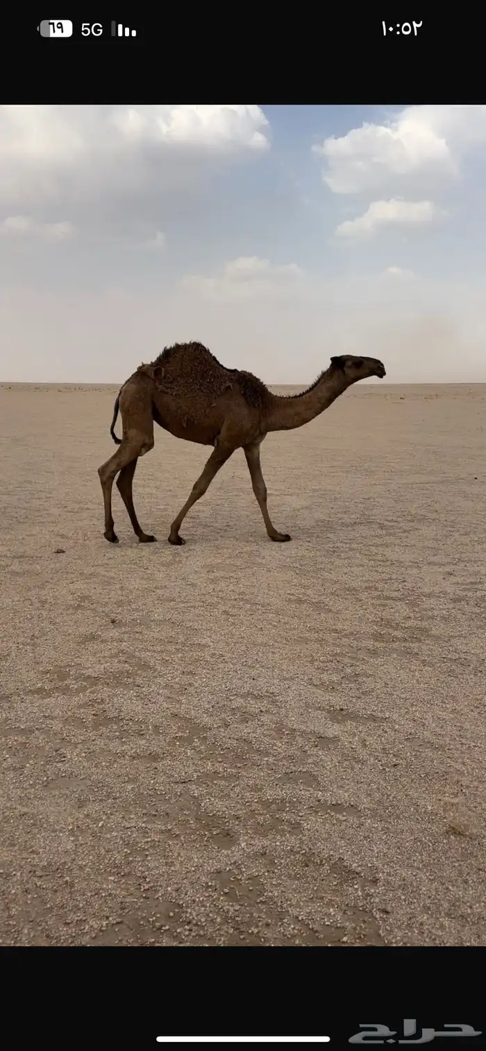 بكره صفرا كفو 3