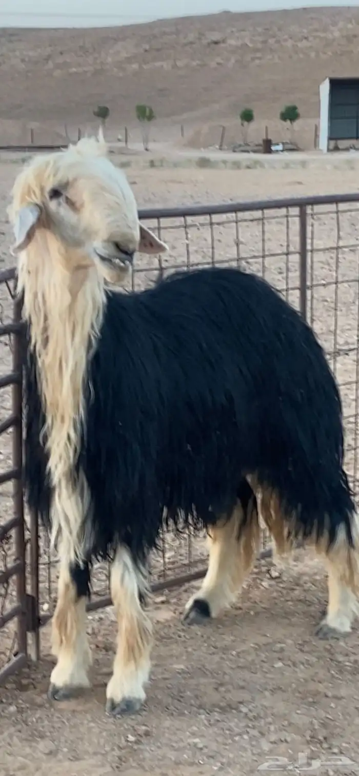 فحل نجدي 8