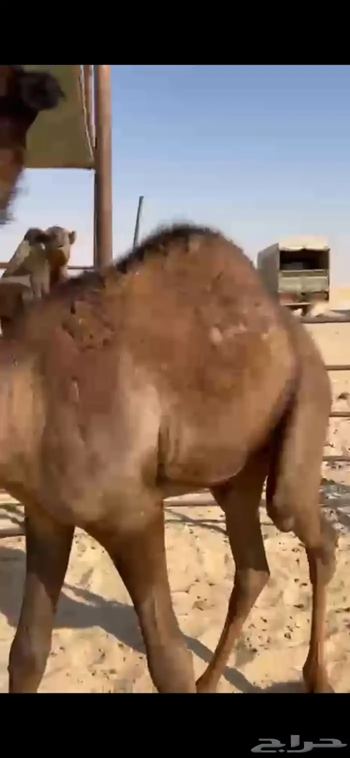 قعدان فل طيبه وبريه تحت اماتها 1