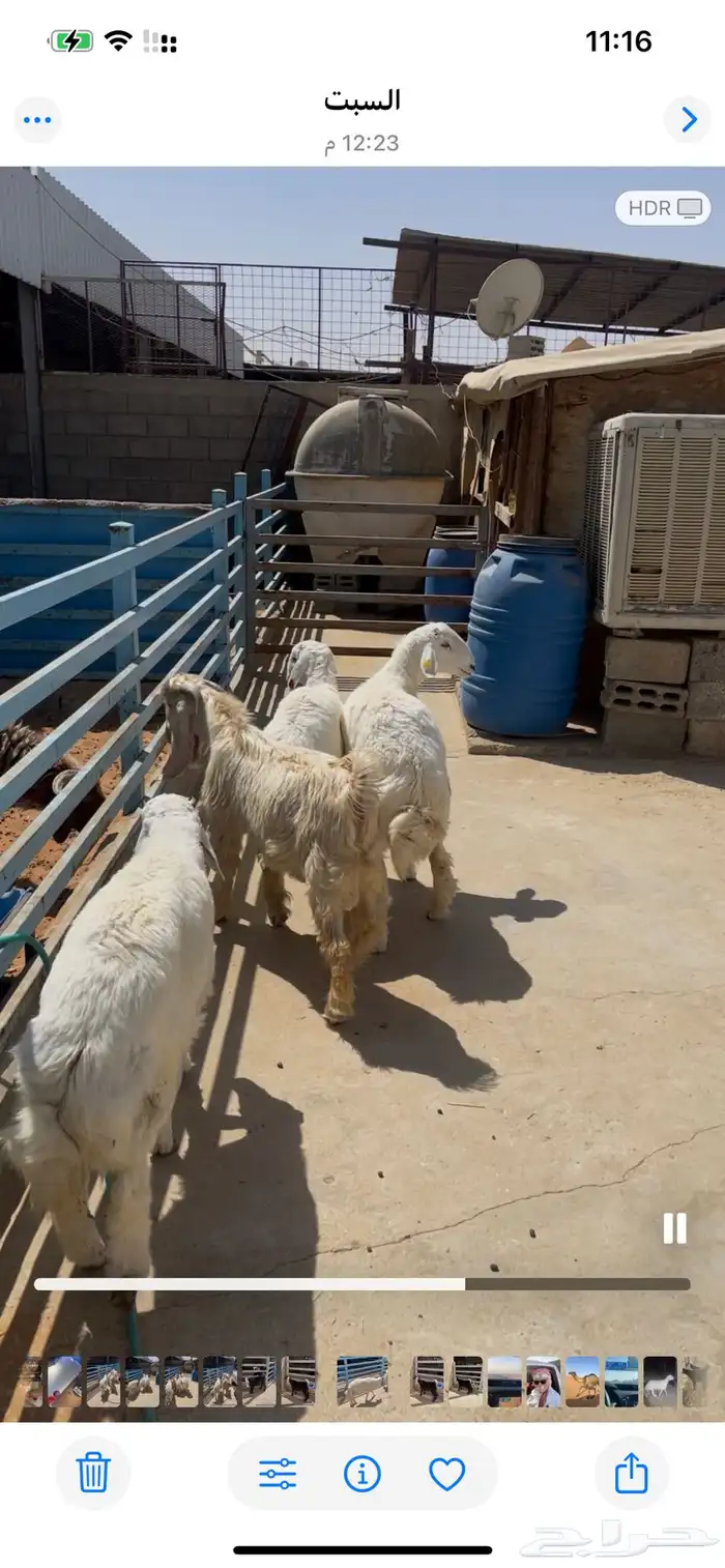 تيس للبيع. العمر شهرين 4