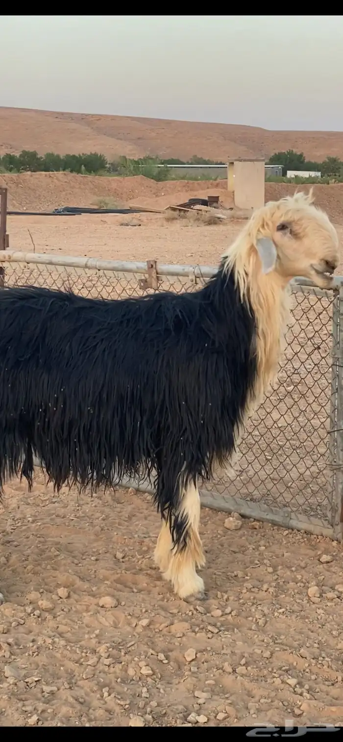 فحل نجدي 2