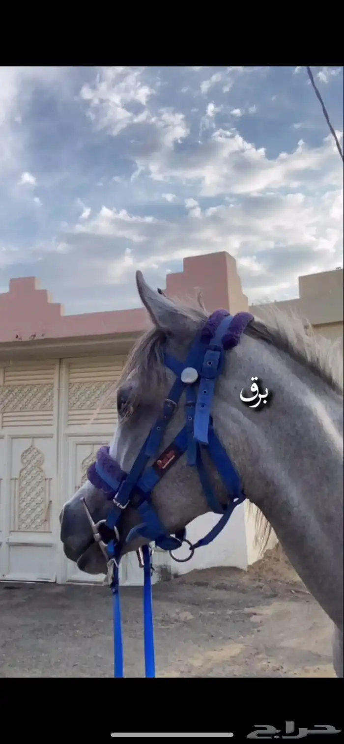 خيل عربي شعبي 2
