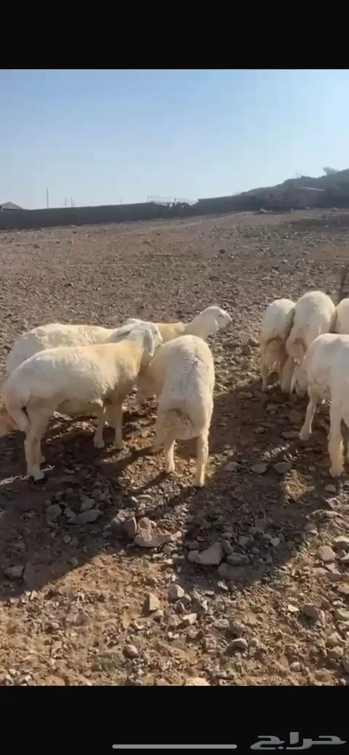 طليان نضيفه العدد 21 4