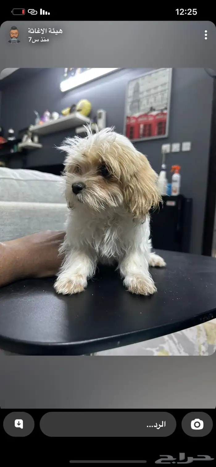 ذكر شيتزو عمره شهرين 3