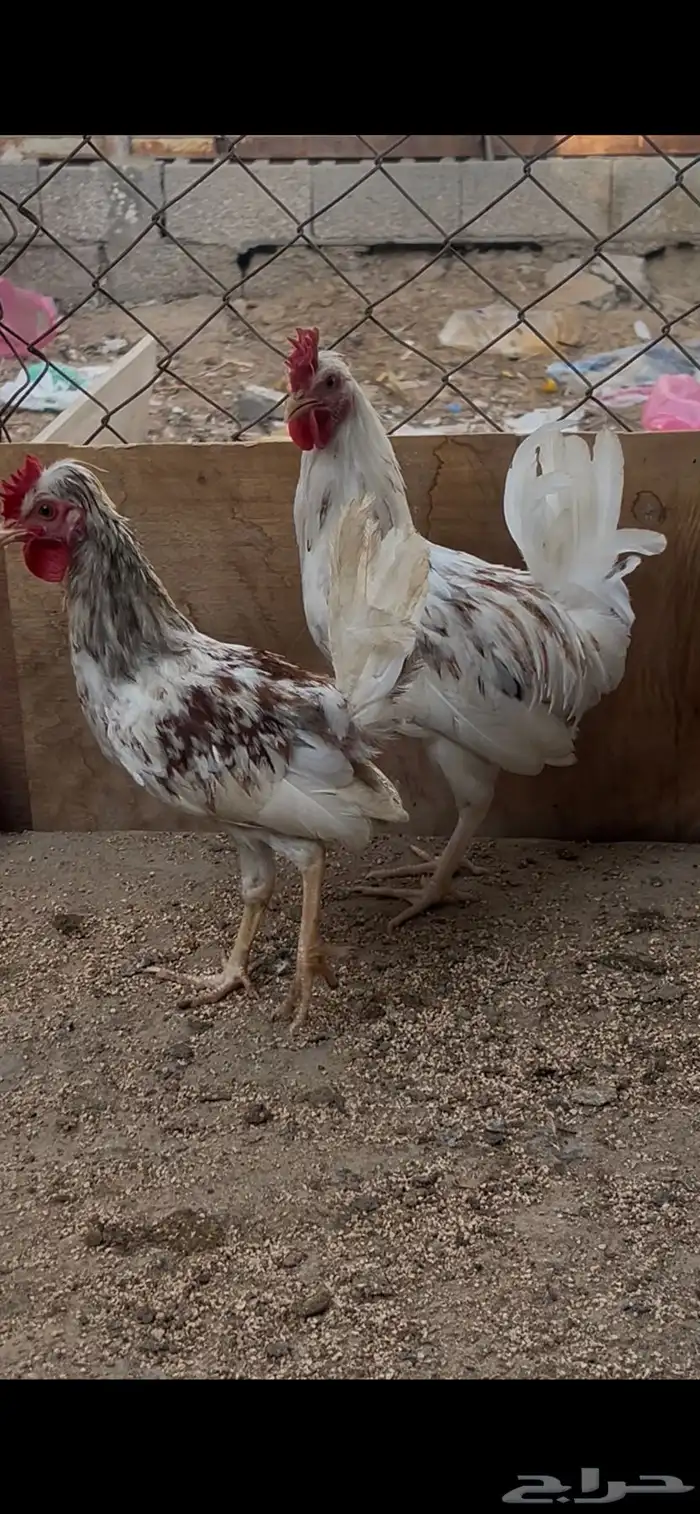 سلام عليكم للبيع دياكه صحه ونظافه 6