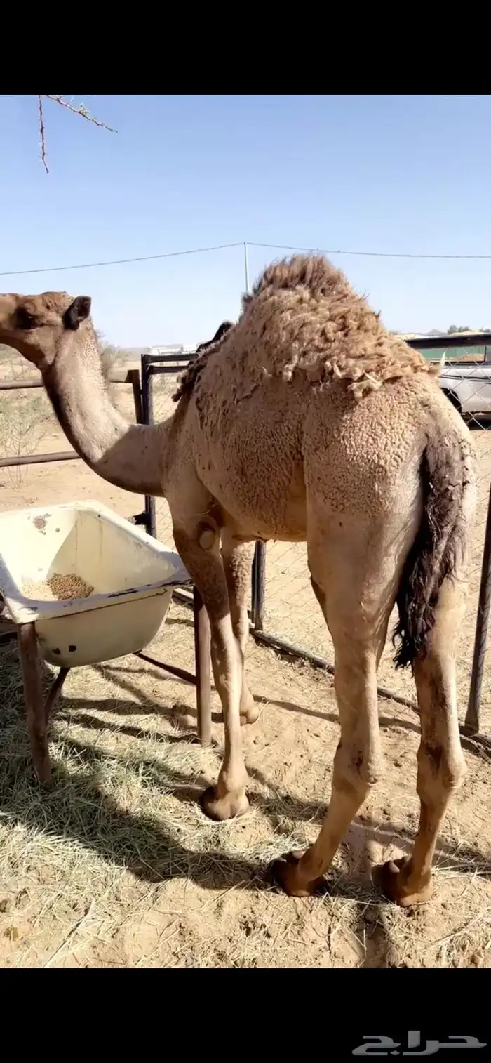 قعود ذبح يوم الخميس اجزاء 0