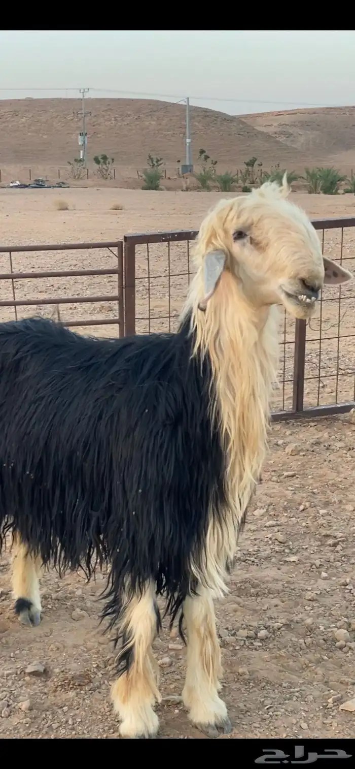 فحل نجدي 1
