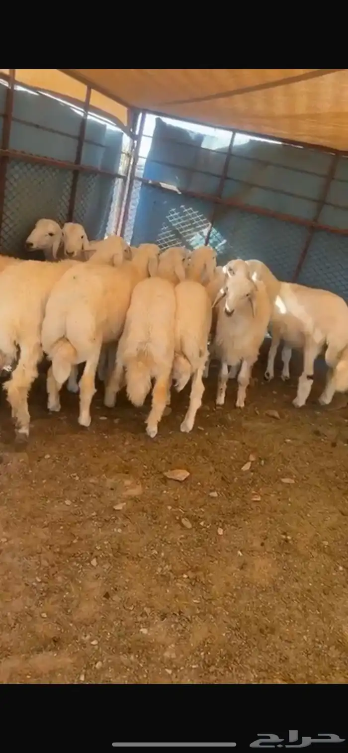 طليان نضيفه العدد 21 9
