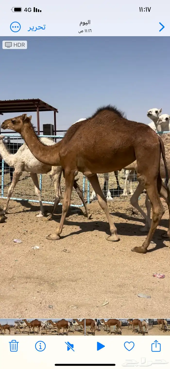 بكره حمراء مقنى 1