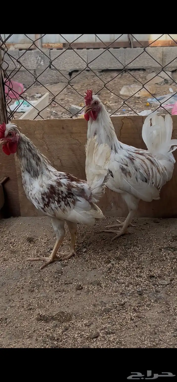 سلام عليكم للبيع دياكه صحه ونظافه 7