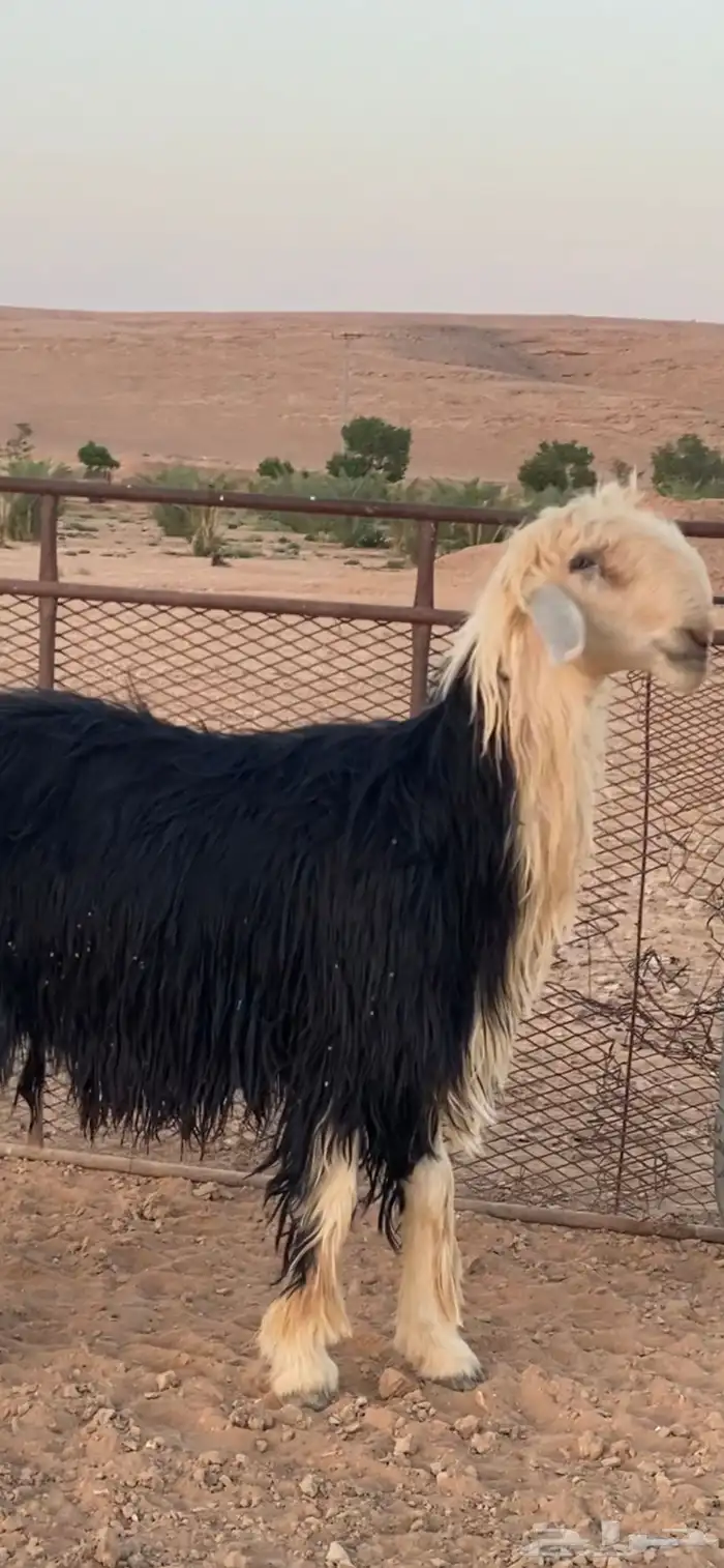 فحل نجدي 7