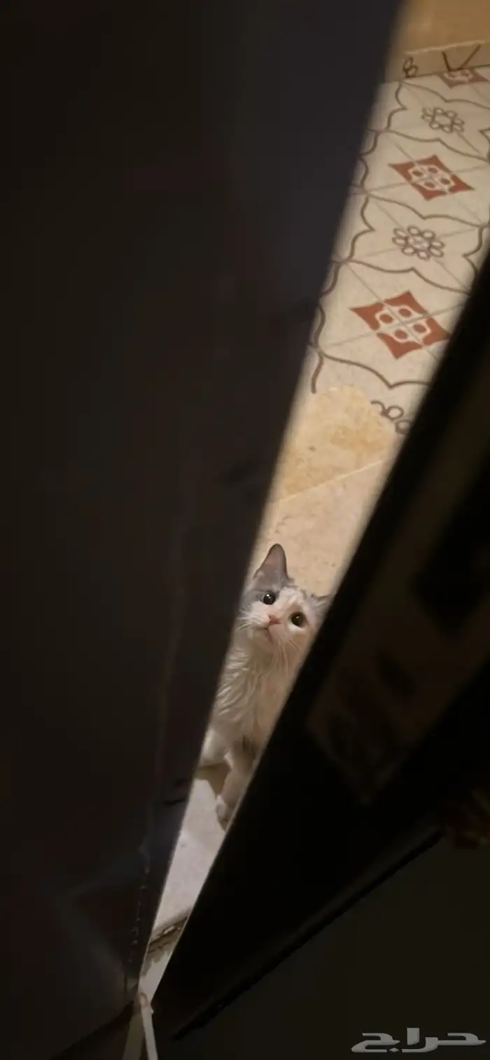 قطه تبني 0