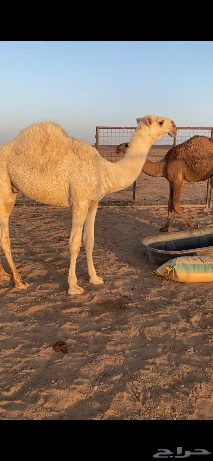 قعدان للبيع 0