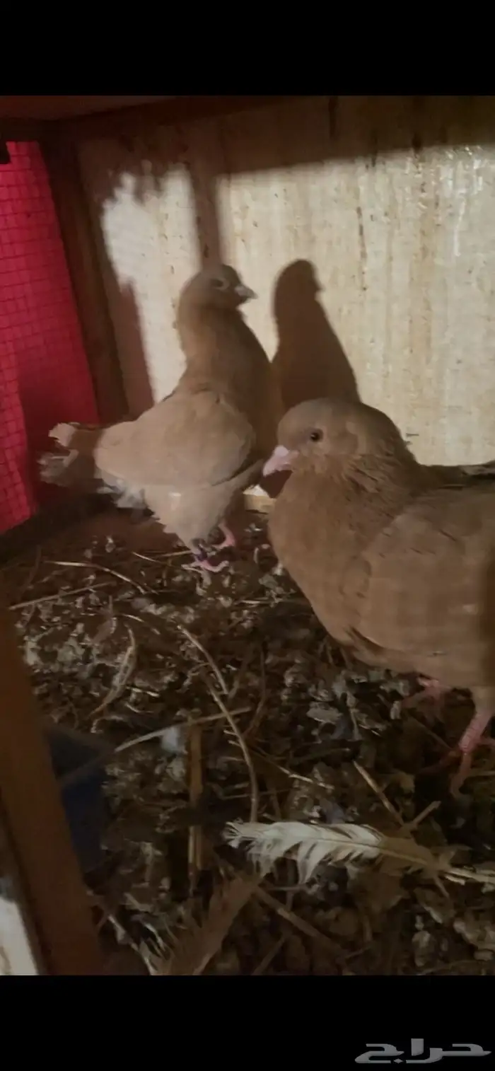 زواج كنق 2