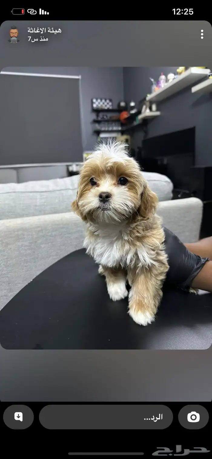 ذكر شيتزو عمره شهرين 2