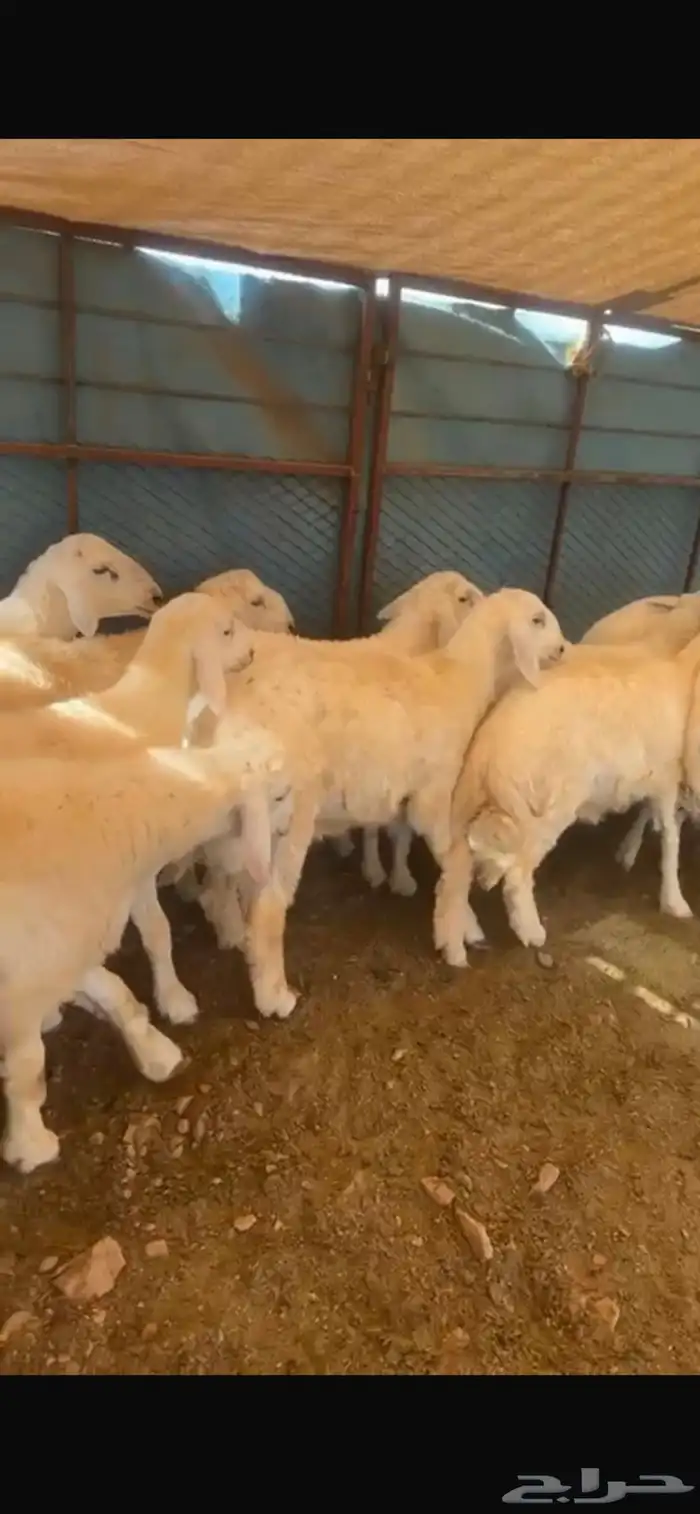 طليان نضيفه العدد 21 8