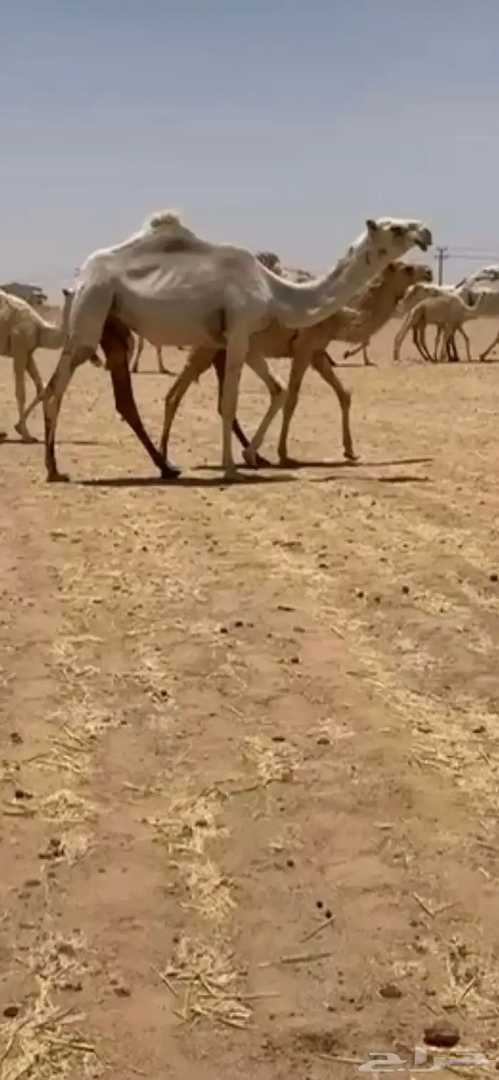 مفروده باتليه كفووو 0