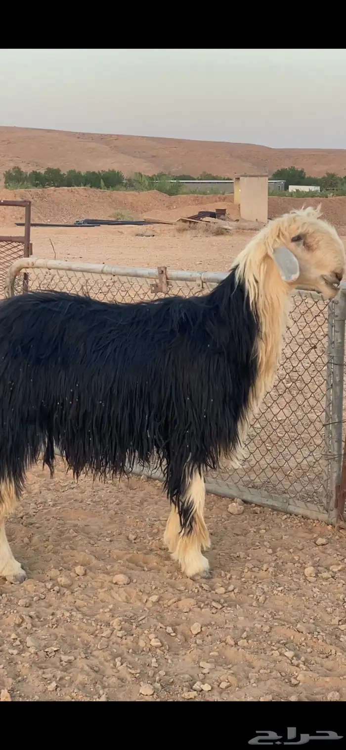 فحل نجدي 5