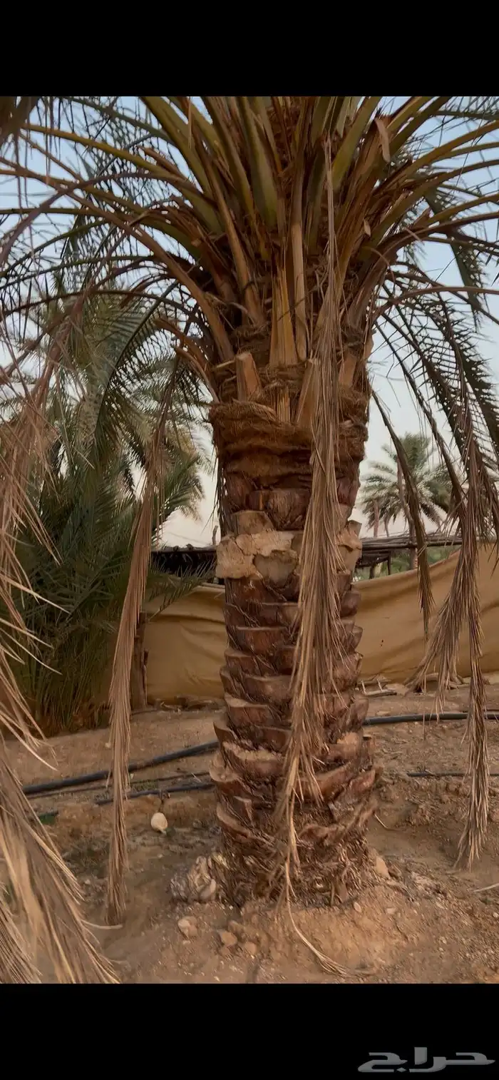 نخل نقايل طول مترين واكثر 3