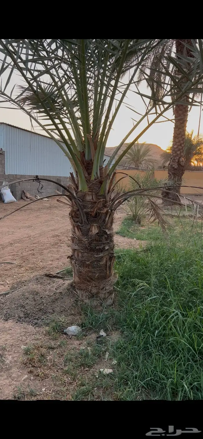 نخل نقايل طول مترين واكثر 4