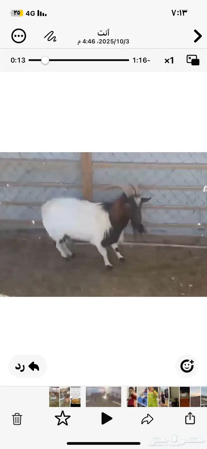 تيس فحل جنوبي العمر سديس 0