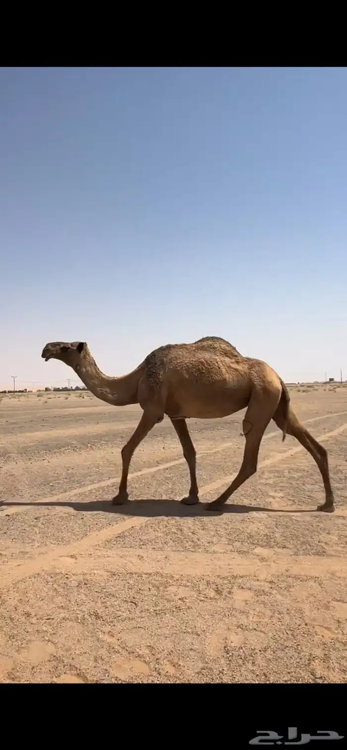 للبيع ضروبه شعلا 2