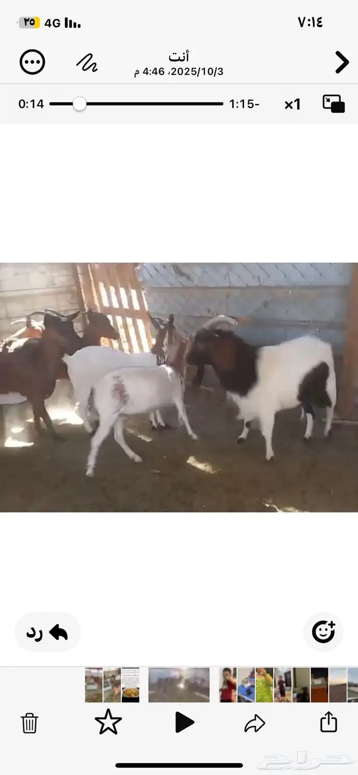تيس فحل جنوبي العمر سديس 3