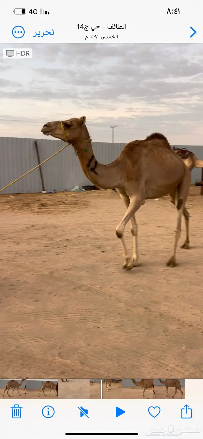 بكره هجن للبيع 1