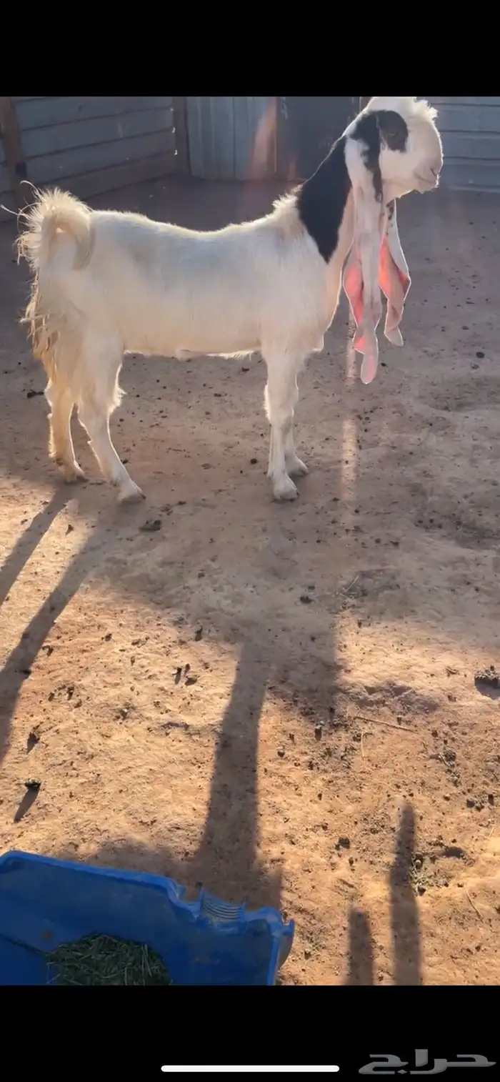 هولنديات فواخر 2