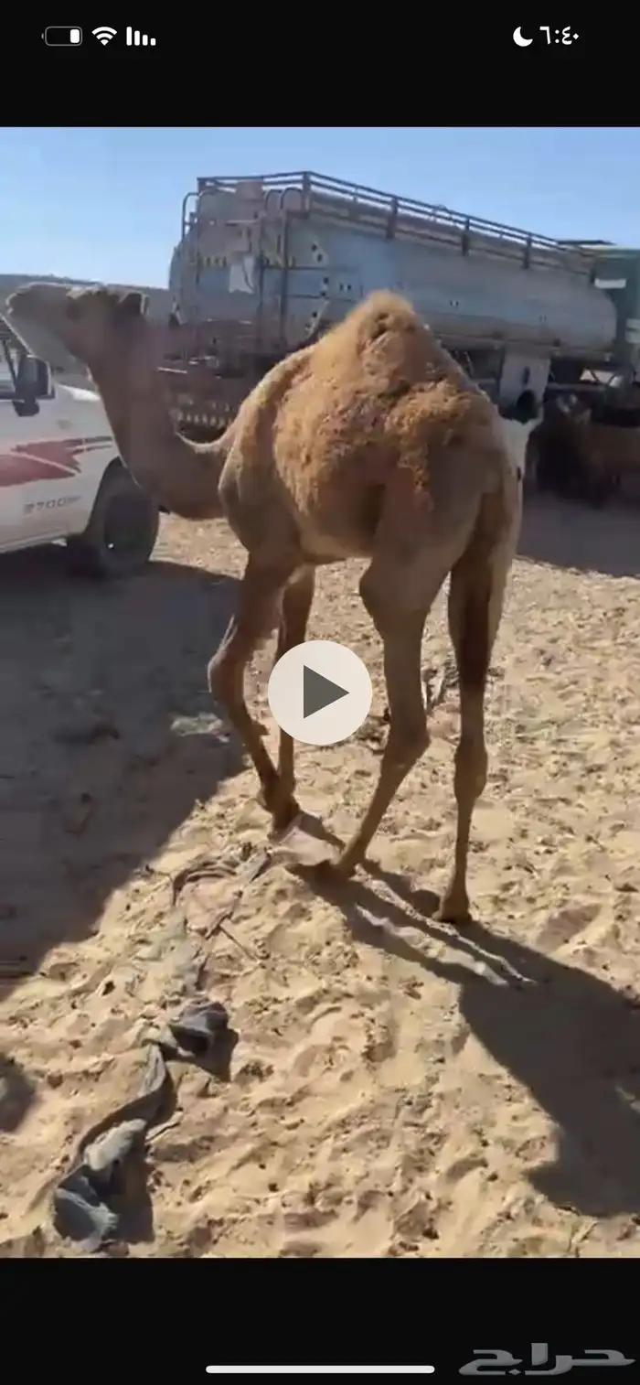 للبيع بكره 0