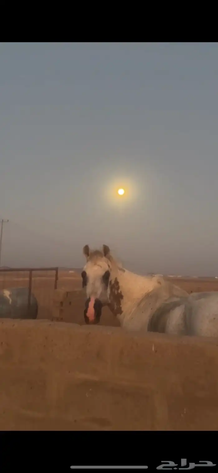 حصان شعبي 2