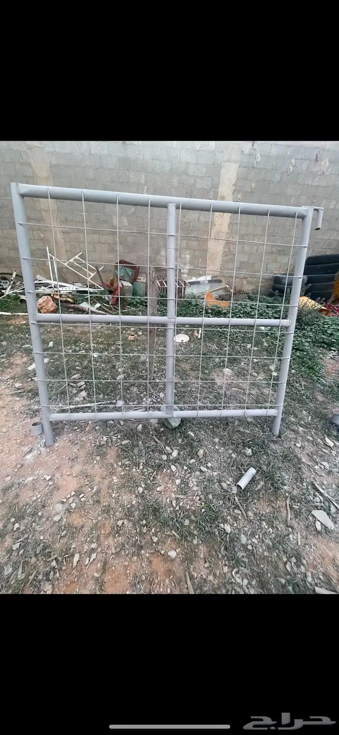 شبوك ابل 1